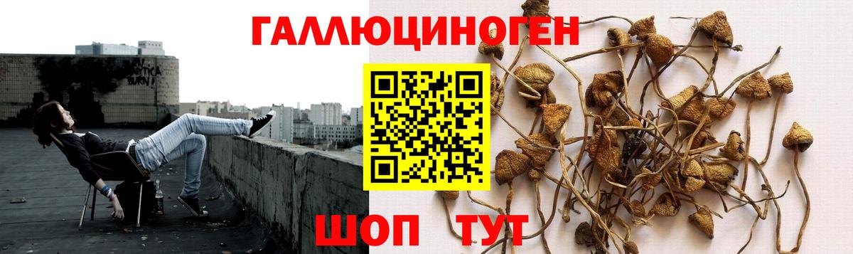 наркошоп  Вход с VPN  Чайковский  Псилоцибиновые грибы GOLDEN TEACHER 